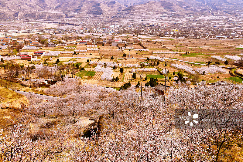 甘肃天水新阳镇农业种植基地万亩杏花园图片素材
