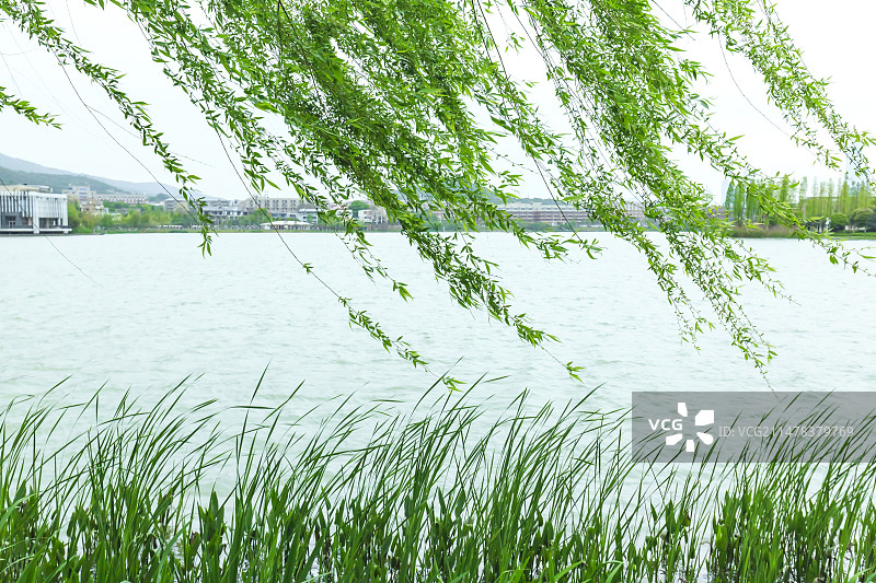 春天湖边风中枝条图片素材