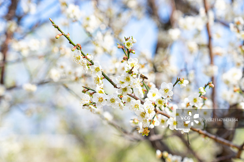 盛开的梅花图片素材