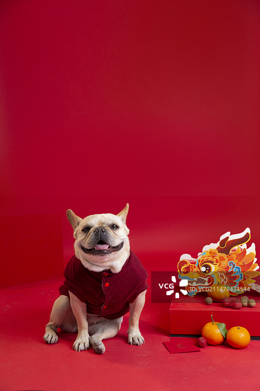 宠物新年红色背景猫狗法斗春节图片素材
