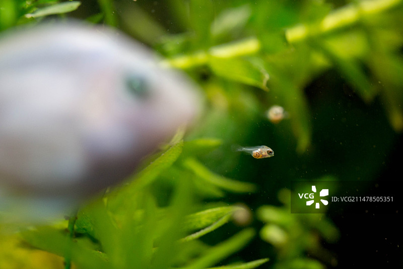 迷你鹦鹉鱼图片素材