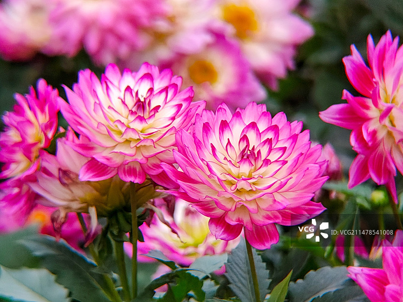 大丽花开艳丽妆，雍容粉簇展鲜芳图片素材