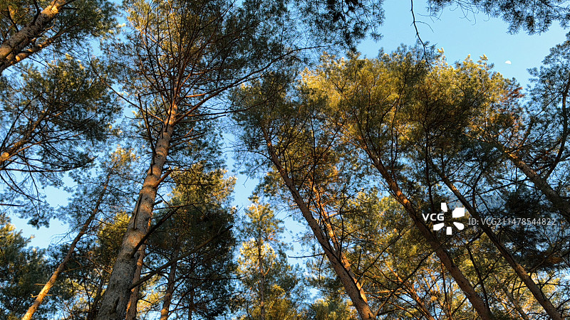 美人松公园图片素材