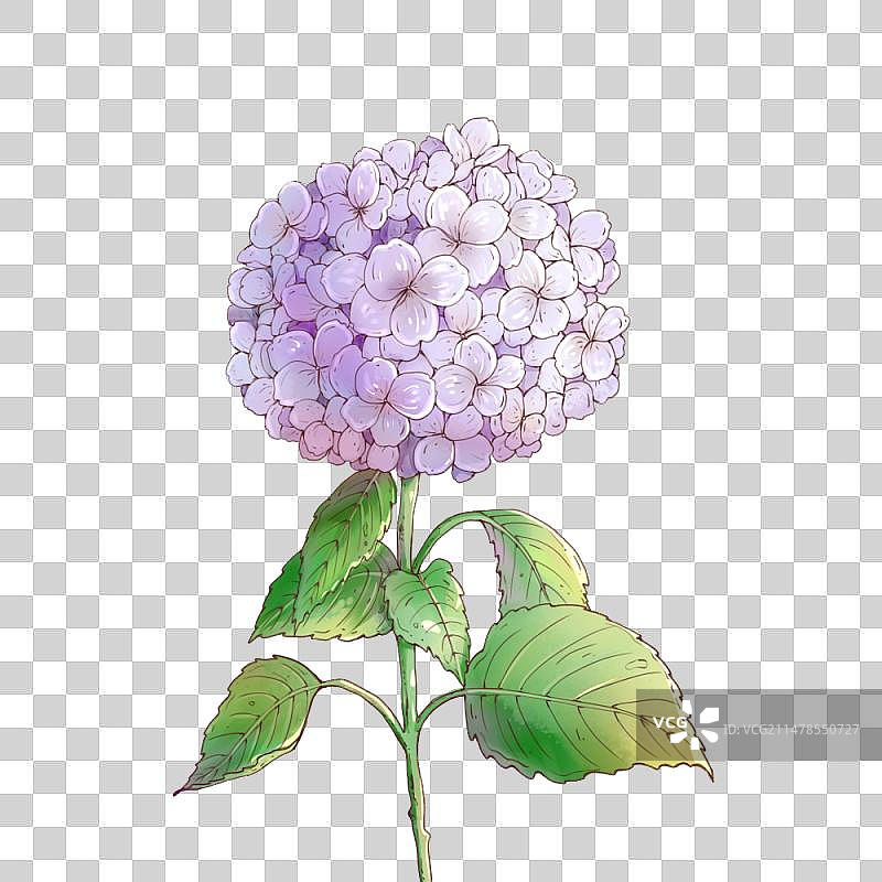 绣球花图片素材