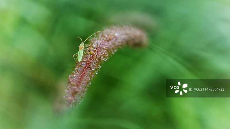 狗尾巴草上的蝽图片素材