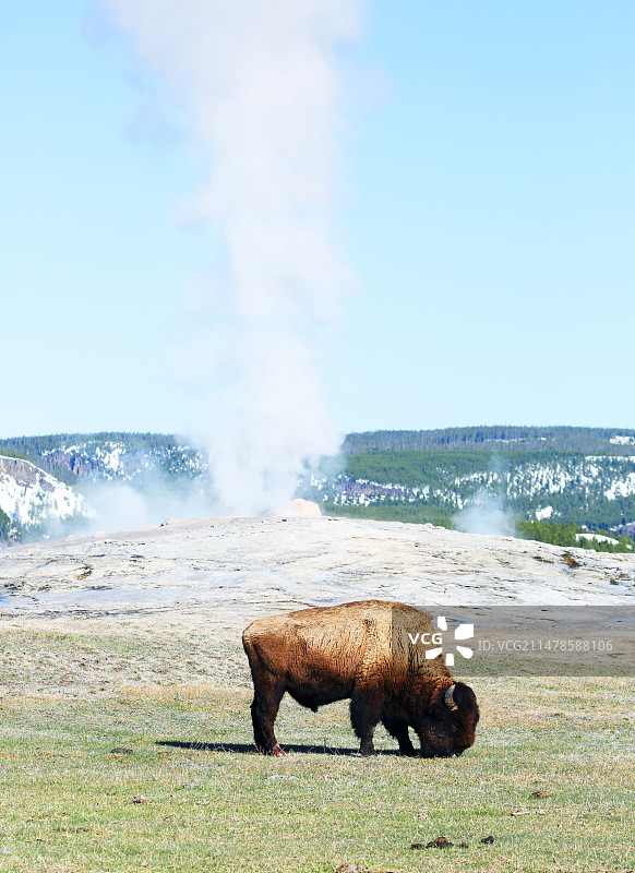 黄石公园老忠实喷泉野牛图片素材