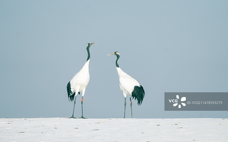 冬天齐齐哈尔扎龙湿地中的丹顶鹤图片素材