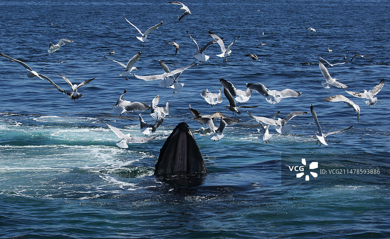 座头鲸捕食磷虾图片素材