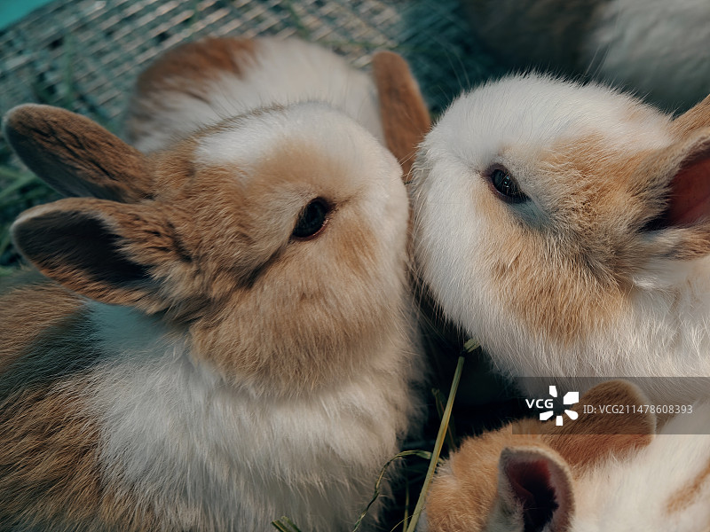 真香！图片素材