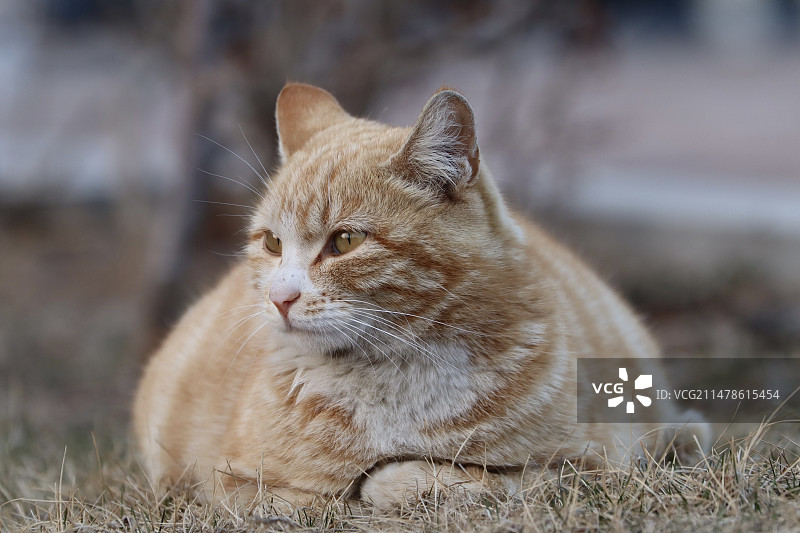 橘猫-虎皮蛋糕图片素材