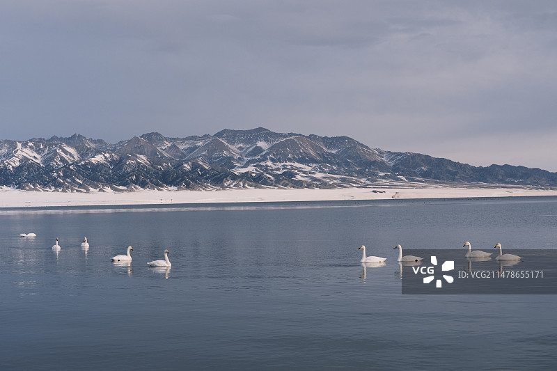 天鹅水面冰面嬉戏天空飞翔图片素材