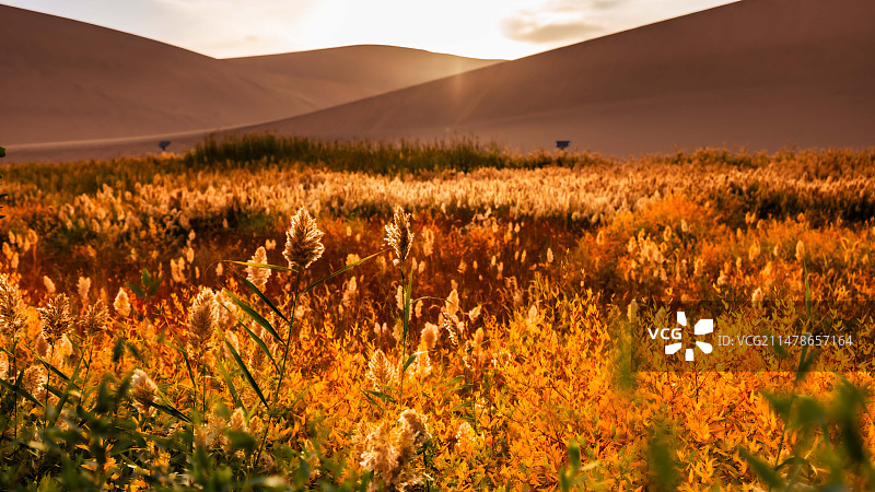 沙漠之秋图片素材