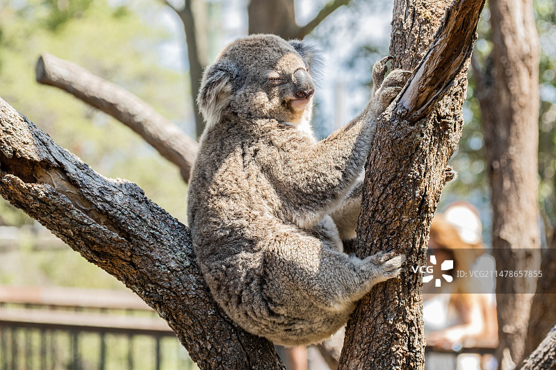 塔龙加动物园的小动物们图片素材