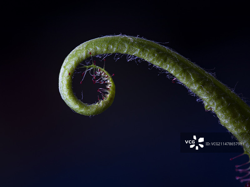 黑色背景下植物的特写镜头图片素材