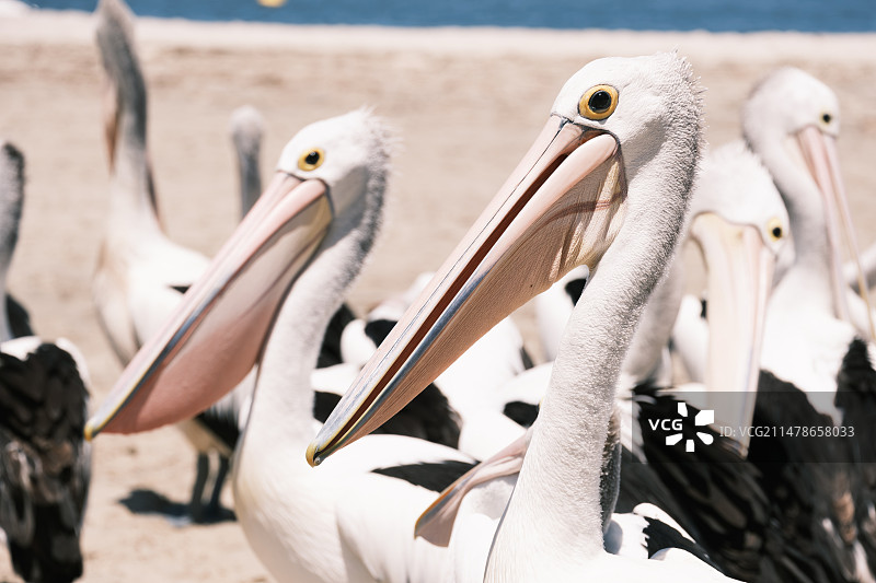 黄金海岸的鹈鹕图片素材
