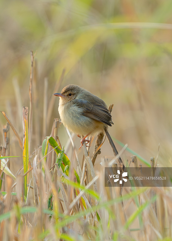 鸟类特写纯色山鹪莺图片素材