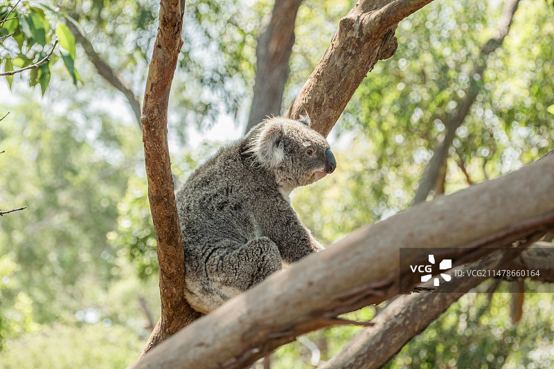 塔龙加动物园的小动物们图片素材