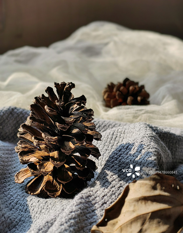桌子上松果的特写镜头图片素材