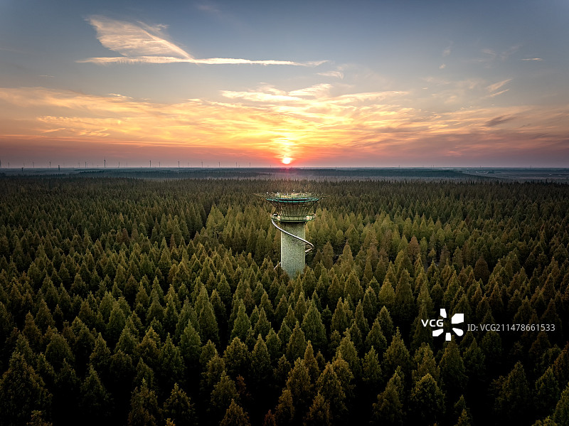 森林之眼图片素材