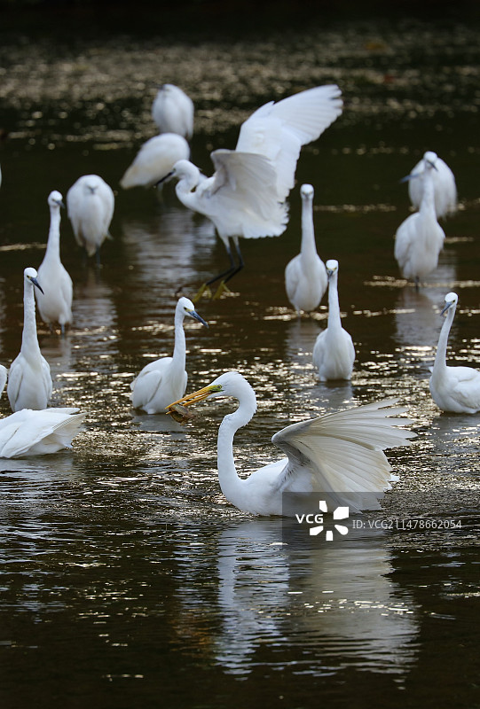 大白鹭捕鱼成功被一群小白鹭围观图片素材