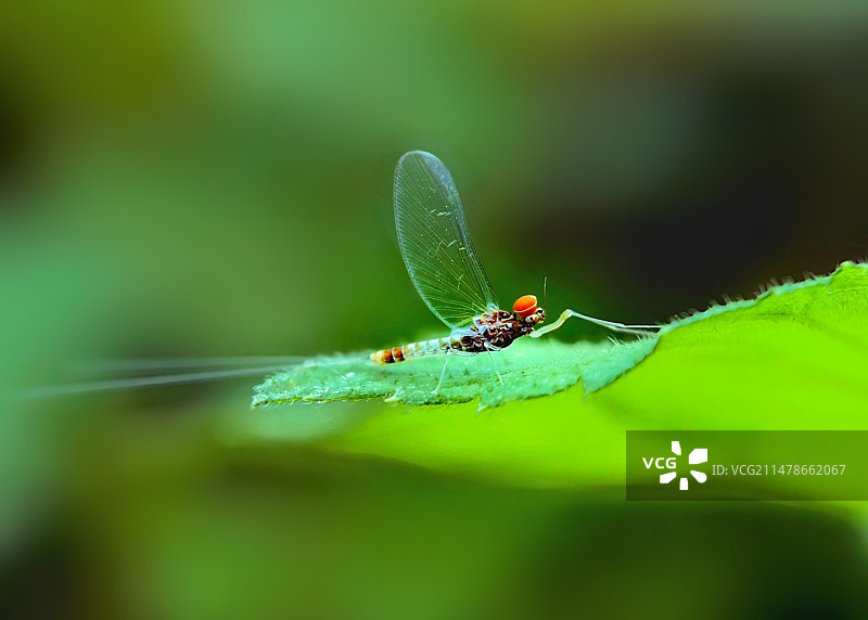 叶上蜉蝣图片素材