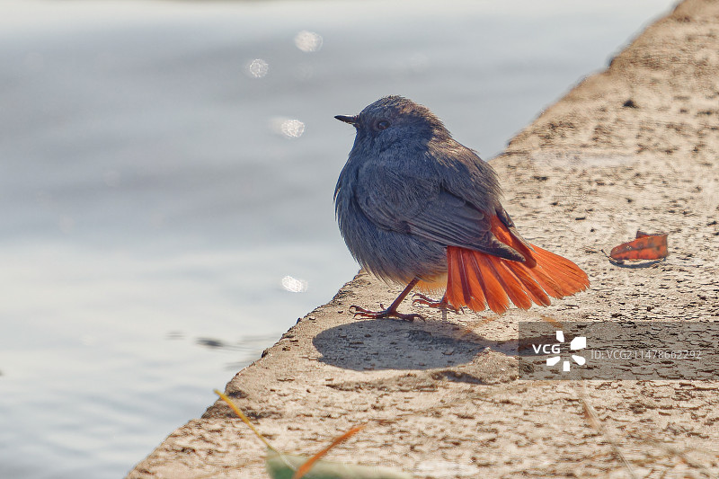 漂亮的红尾水鸲图片素材