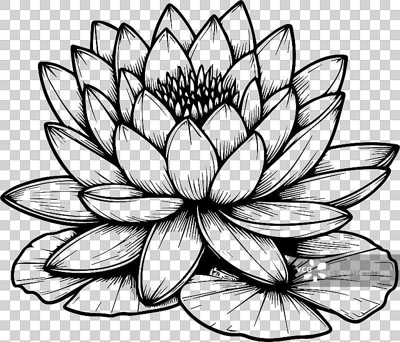 黑白睡莲绘画图片素材