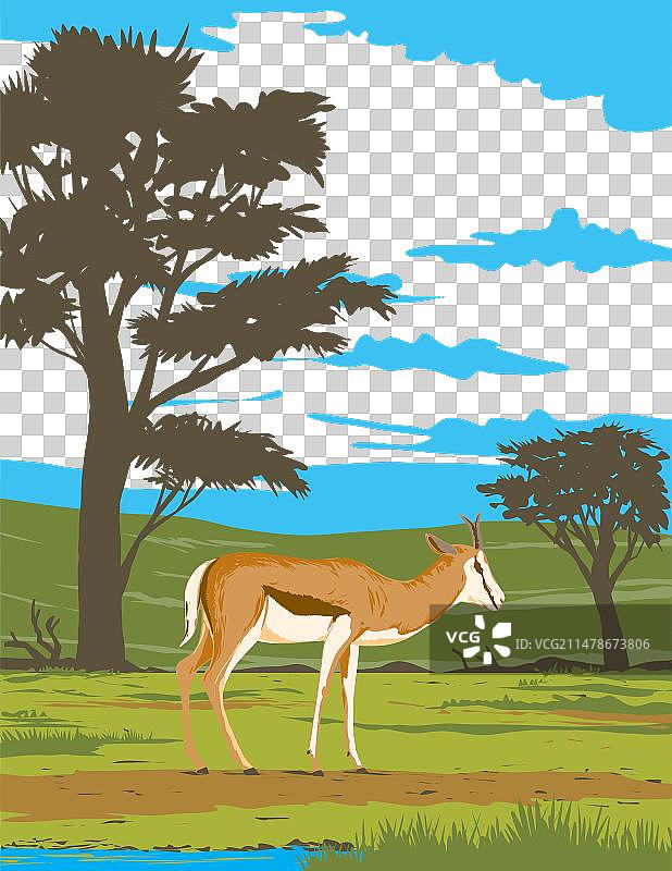 卡拉哈迪跨境公园的跳羚，南部非洲图片素材