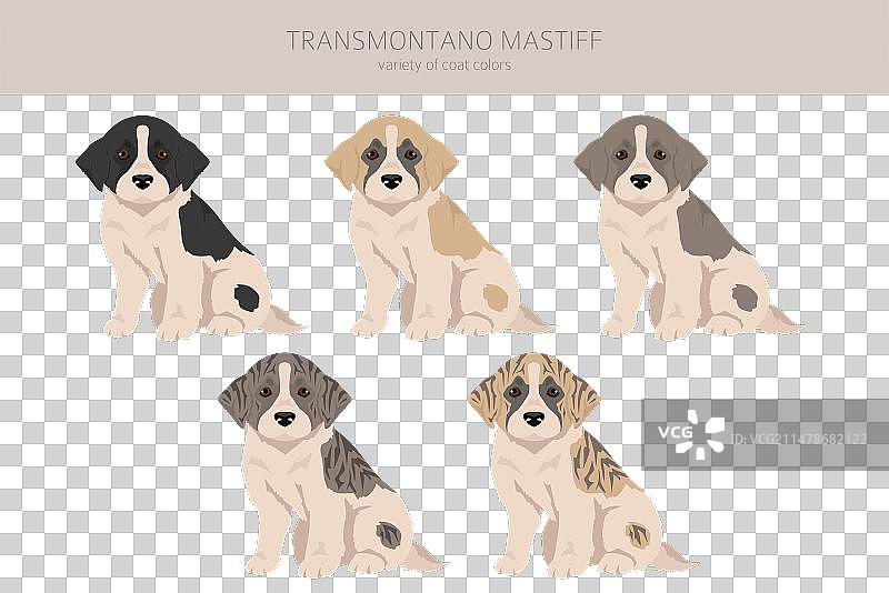 各种毛色的西班牙獒犬幼犬剪贴画图片素材