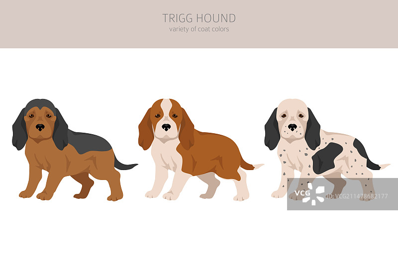 各种毛色的猎犬幼犬剪贴画图片素材