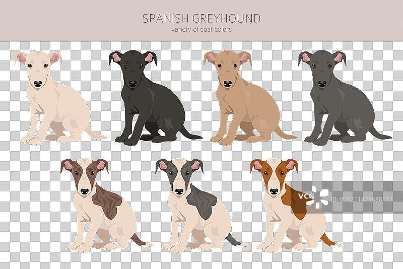 各种毛色的西班牙灵缇幼犬剪贴画图片素材