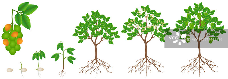 西班牙蜜果生长周期图片素材