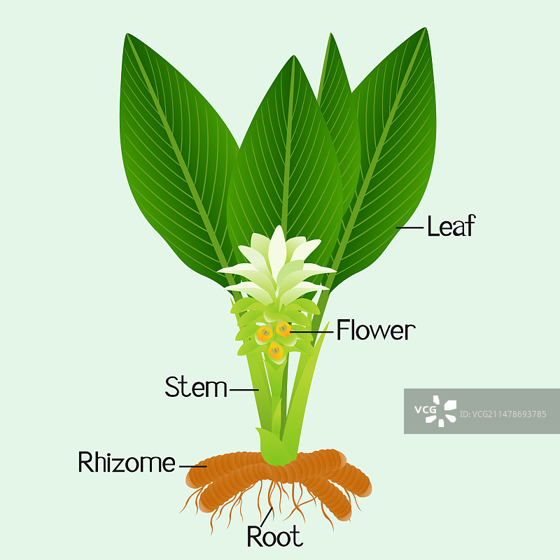 姜黄植物局部图片素材