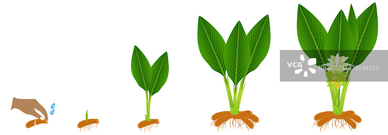 长姜黄植物的生长周期图片素材