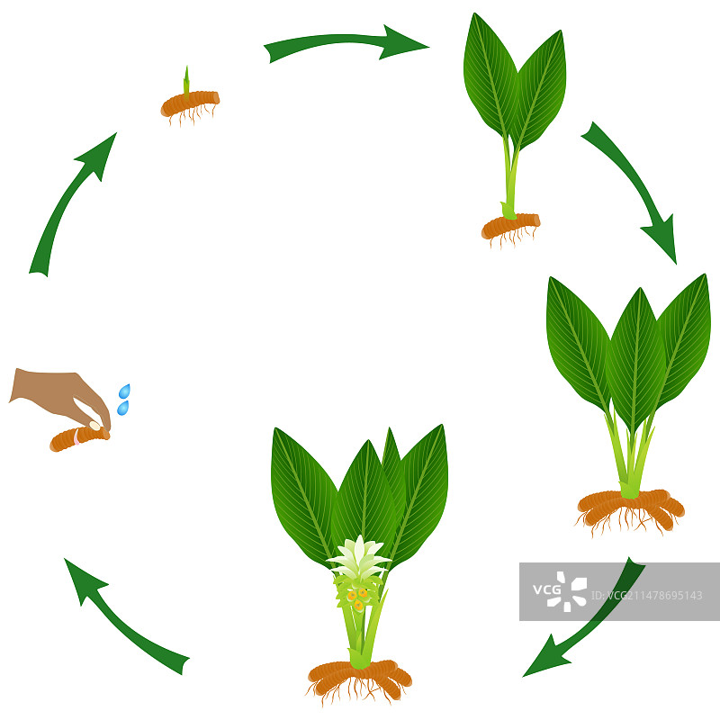 长姜黄植物的生长周期图片素材