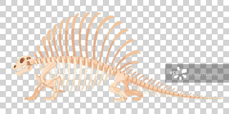 卡通古代侏罗纪恐龙化石骨骼图片素材