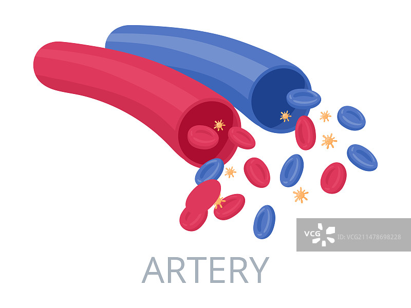 人体血液循环系统血管图片素材