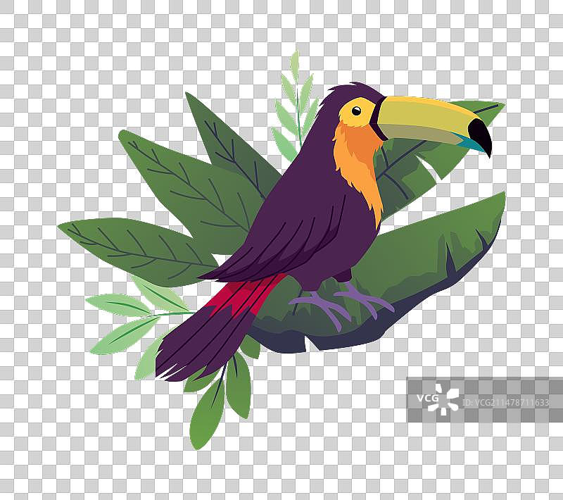 卡通美丽的热带黑巨嘴鸟图片素材