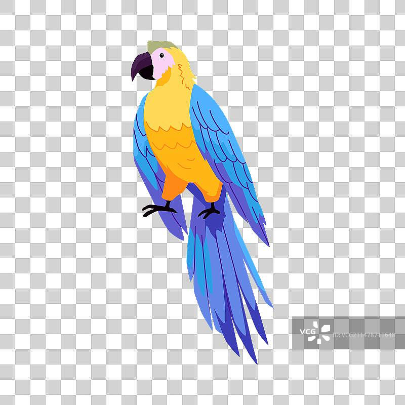 亮黄色蓝色热带金刚鹦鹉图片素材