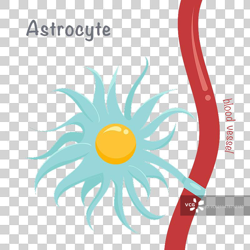 星形胶质细胞图片素材