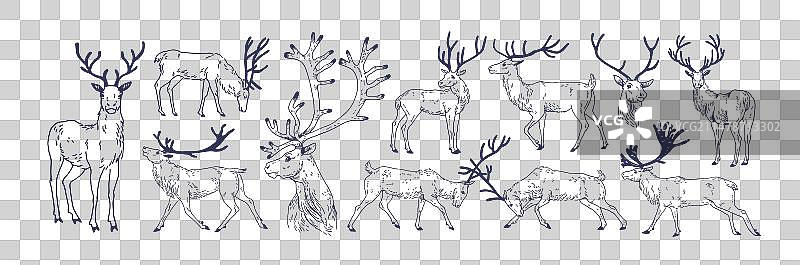 小鹿素描图片素材