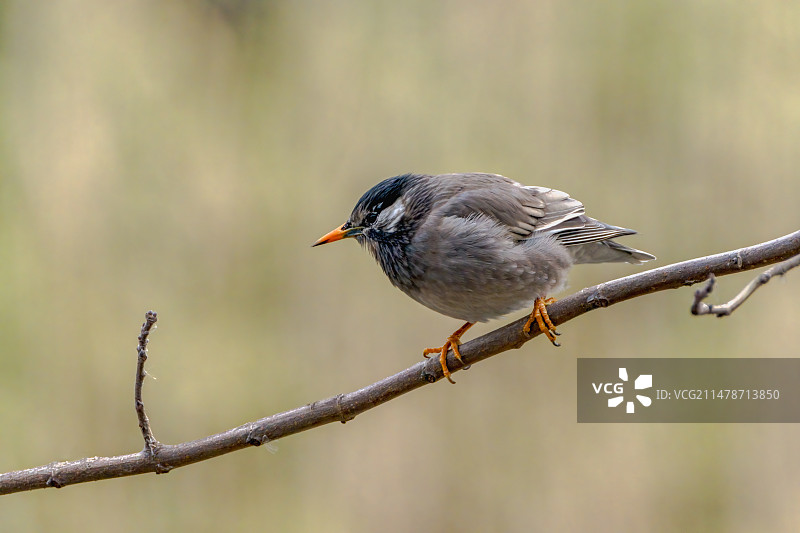 丝光椋鸟图片素材