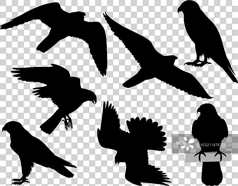 猎隼轮廓图片素材