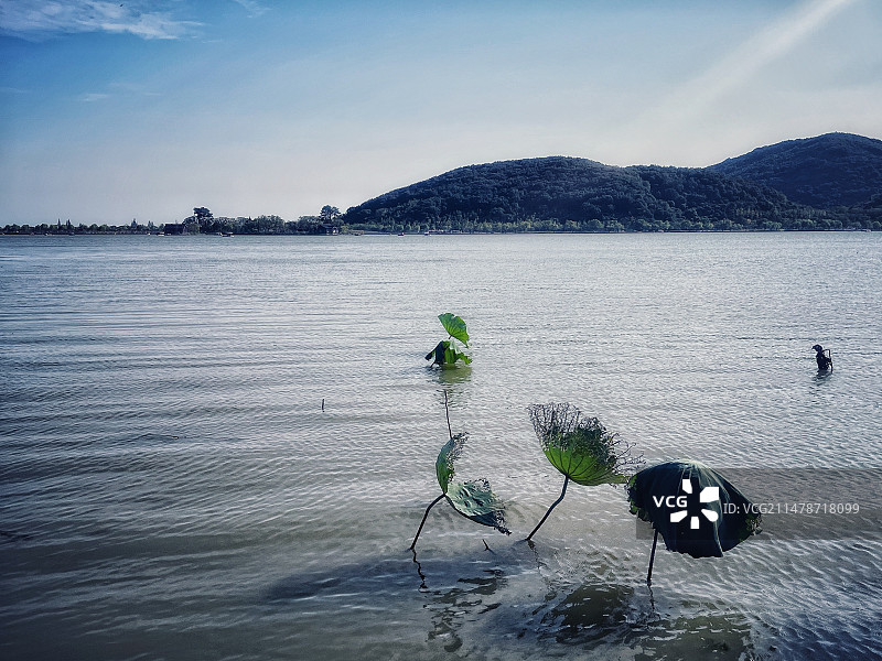 南北湖20残荷图片素材