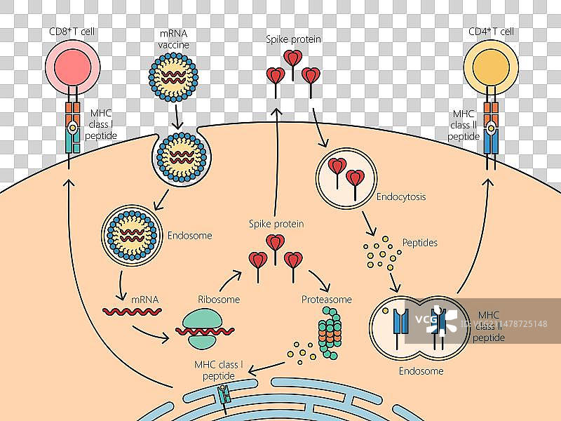mRNA疫苗作用机制科学图解图片素材