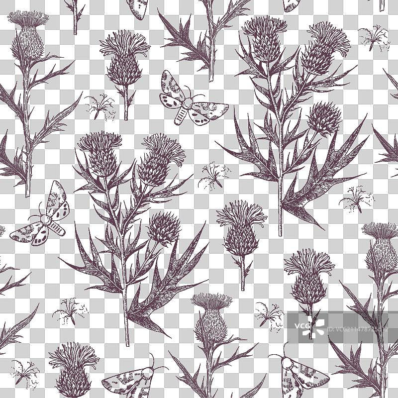 蓟花和花蕾无缝图案图片素材