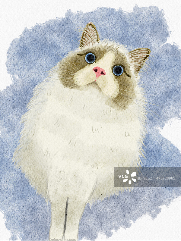 白色猫咪图片素材