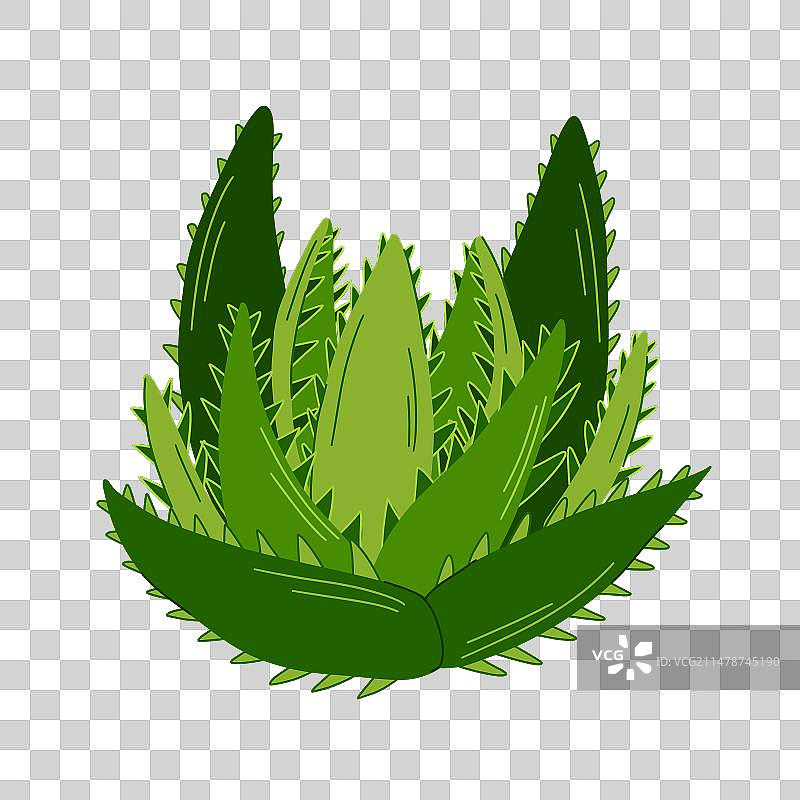 单株药用植物芦荟图片素材
