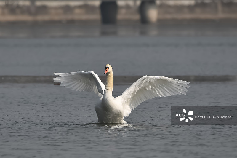 疣鼻天鹅图片素材