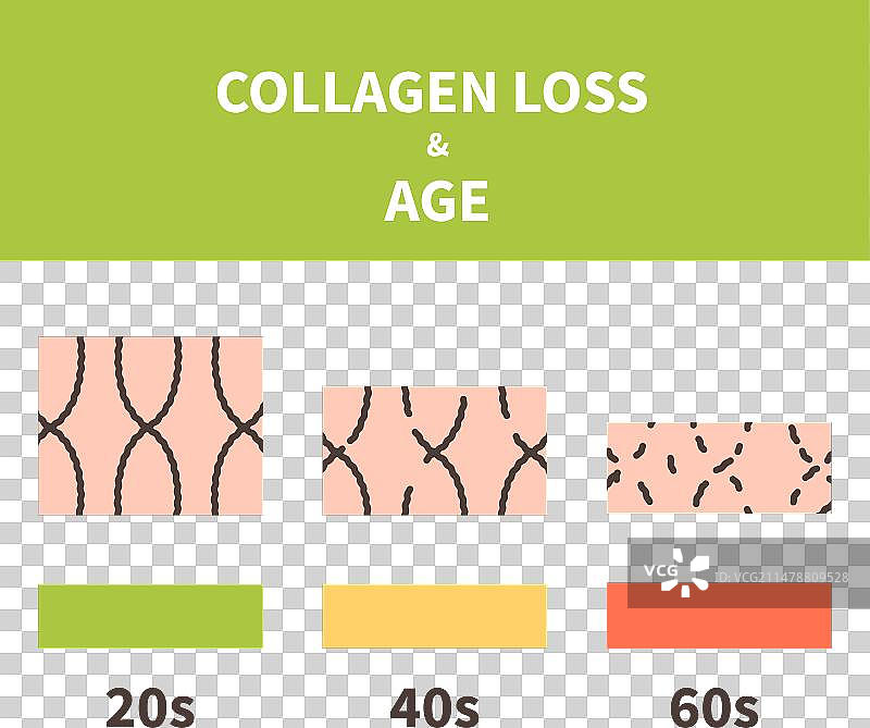 胶原蛋白流失与皮肤老化细胞信息图图片素材